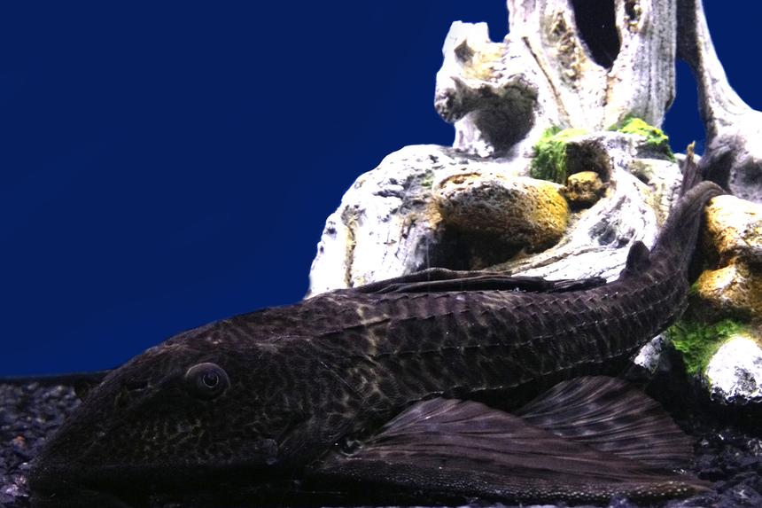 Rated #60: Freshwater Fish - Glyptoperichthys Gibbiceps - Sailfin Pleco (l-83) Stocking In 75 Gallons Tank - My 12" Plecostomus relaxing in my 75g tank.