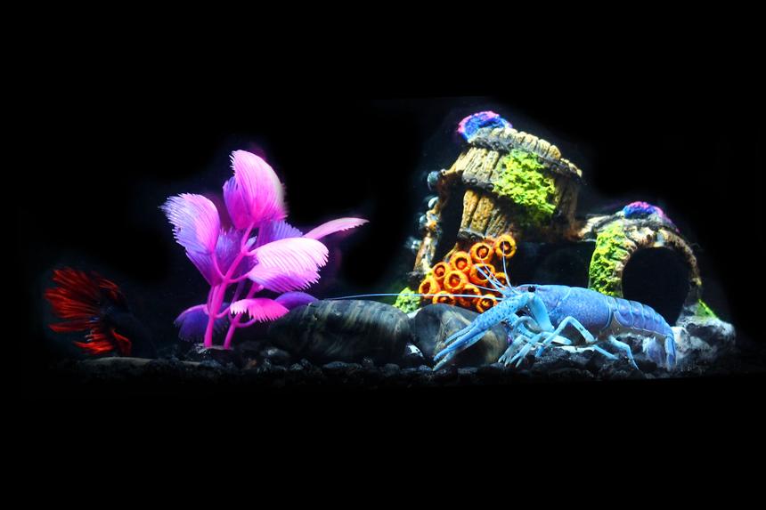 Rated #2246: 75 Gallons Freshwater Fish Tank - Betta fish and Blue Lobster. They don't seem to bother each other at all. Growing the lobster for now to move him to a larger tank.