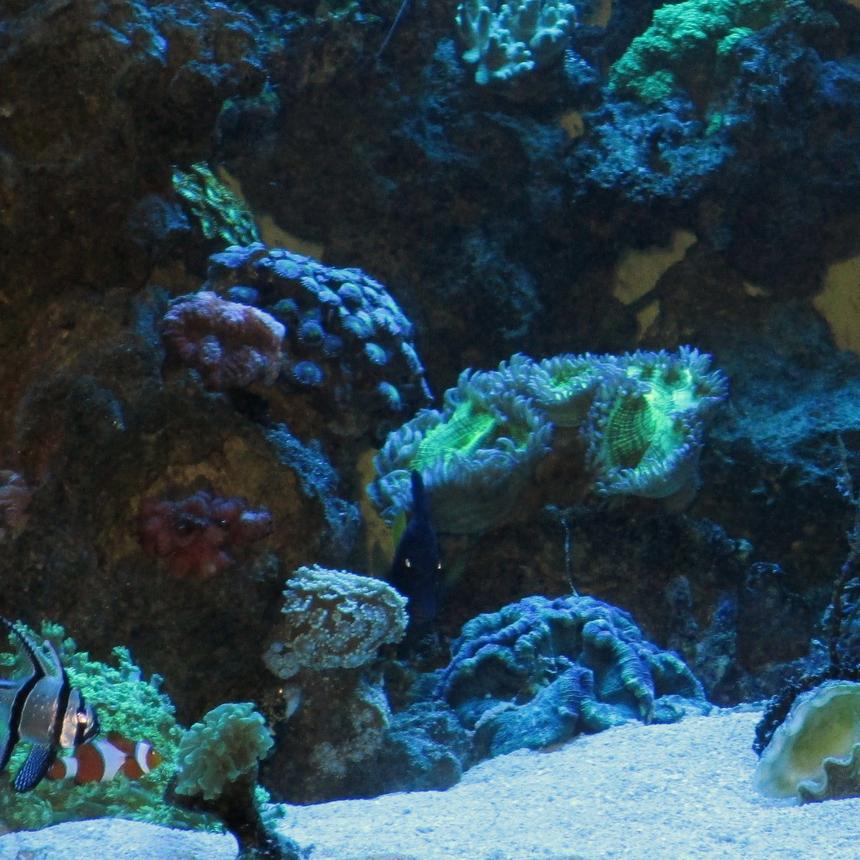 Rated #52: 93 Gallons Reef Tank - 93 gallon cube. Metal Halides, sump filtration. Many leathers, brains, zoos, etc. Copperband, snowflake eel, purple tang, clownfish, wrasse, cardinal, flame angel, peppermint shrimp