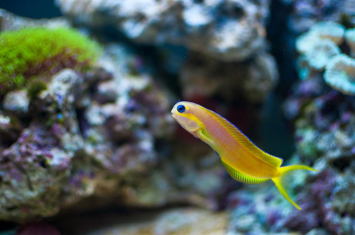 saltwater fish - ecsenius midas - midas blenny stocking in 55 gallons tank - Midas Blenny