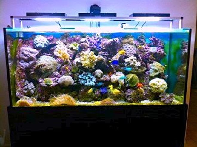 388 gallons reef tank (mostly live coral and fish) - reef cree leds