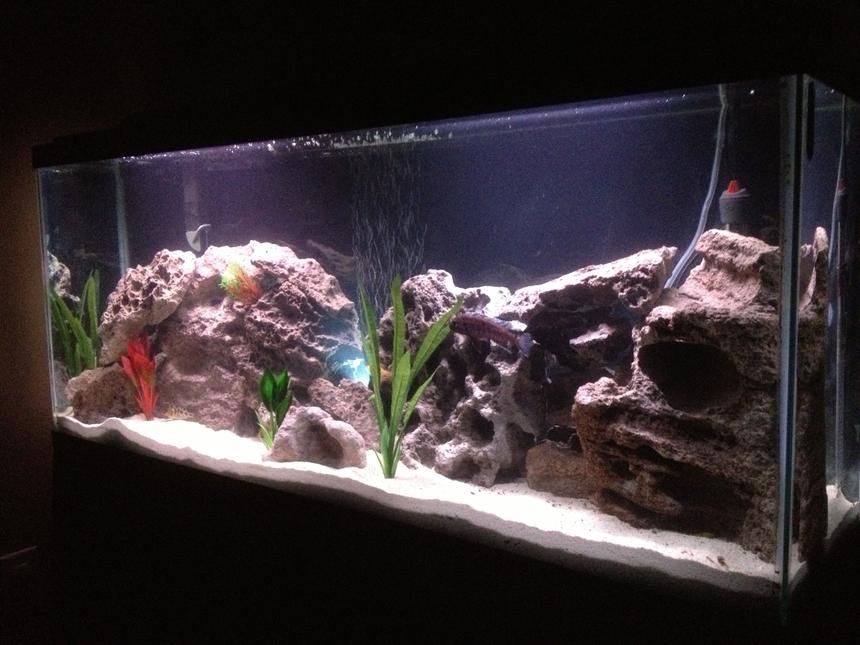 Rated #864: 55 Gallons Freshwater Fish Tank - Side view