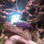 freshwater fish - melanochromis johannii - johanni cichlid stocking in 55 gallons tank - Blue Johanni (the boss)