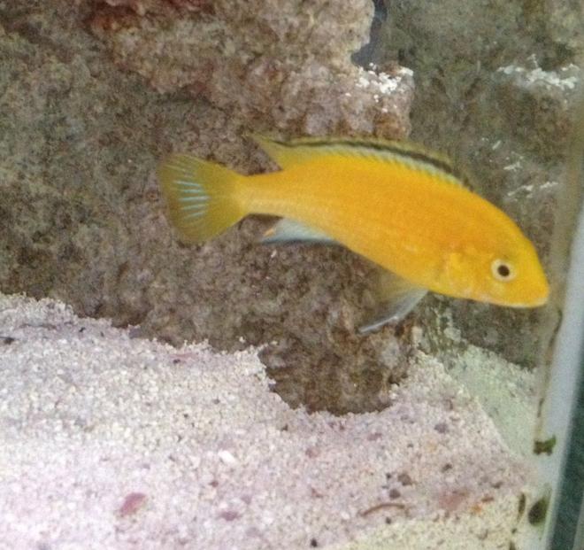 freshwater fish - labidochromis caeruleus - electric yellow cichlid stocking in 55 gallons tank - Yellow Lab