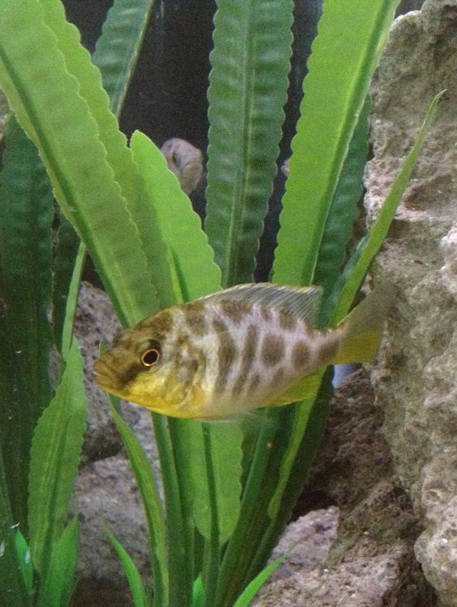 freshwater fish - nimbochromis venustus - venustus cichlid stocking in 55 gallons tank - Malawi Hap