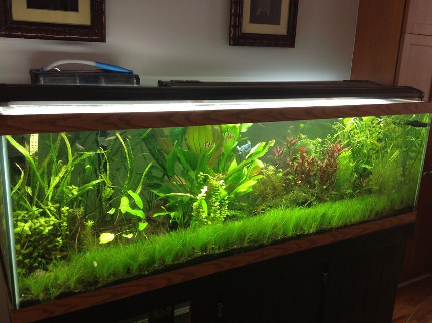 Rated #7: 125 Gallons Planted Tank - 125g Planted
