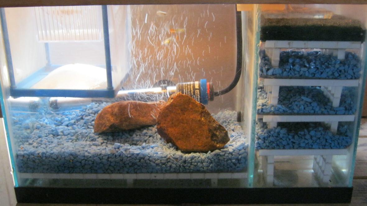 5 gallons freshwater fish tank (mostly fish and non-living decorations) - A design for a internal biological filter for a 5 gallon marine reef system aquarium ( mini ) with custom under gravel filter and custom light cover.