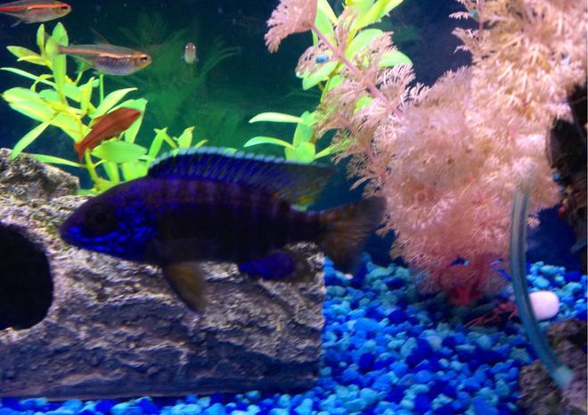 freshwater fish - aulonocara stuartgranti - peacock cichlid stocking in 75 gallons tank - Peacock