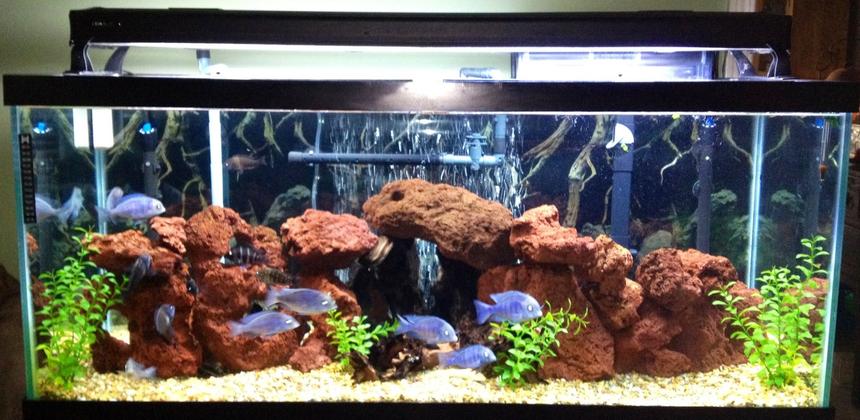 Rated #57: 75 Gallons Freshwater Fish Tank - Lake tanganykan tank setup with fronts, calvus, leleupi, blue dolphin moorii, gold nugget pleco, chocolate zebra pleco, albino & reg bristle nose, clown pleco , rafael & bumblebee catfish & black ghost knife fish