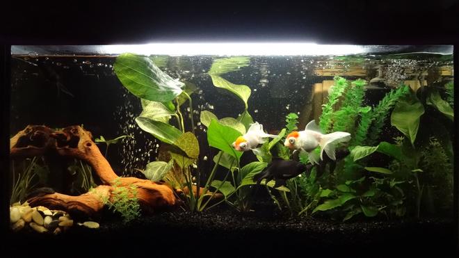 27 gallons freshwater fish tank (mostly fish and non-living decorations) - my tank