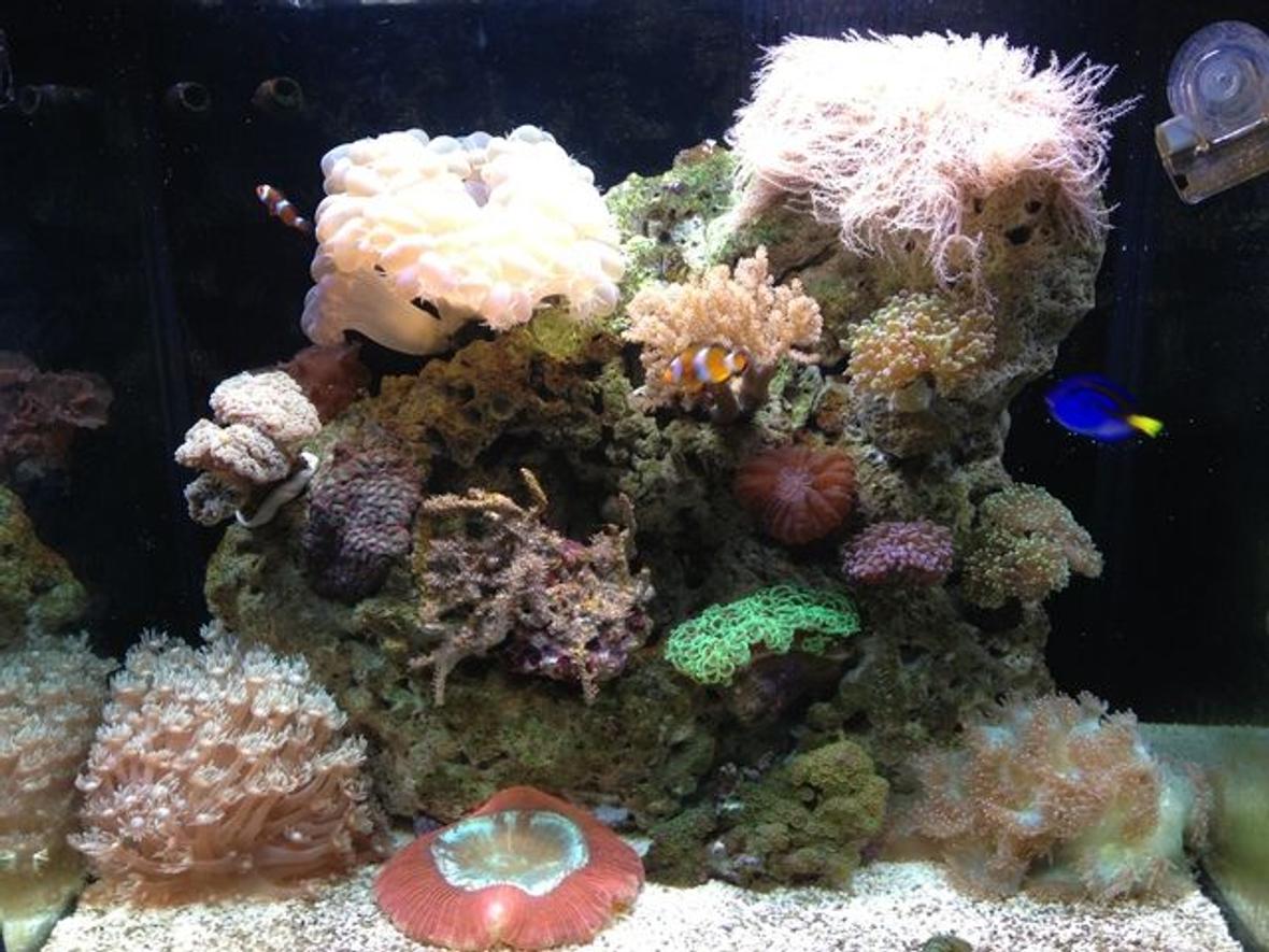 35 gallons reef tank (mostly live coral and fish) - rsm 130d