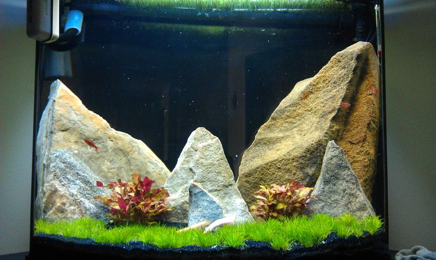 Rated #53: 27 Gallons Planted Tank - 5 months in