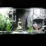 fish tank picture - MY TANK