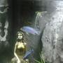 fish tank picture - 3