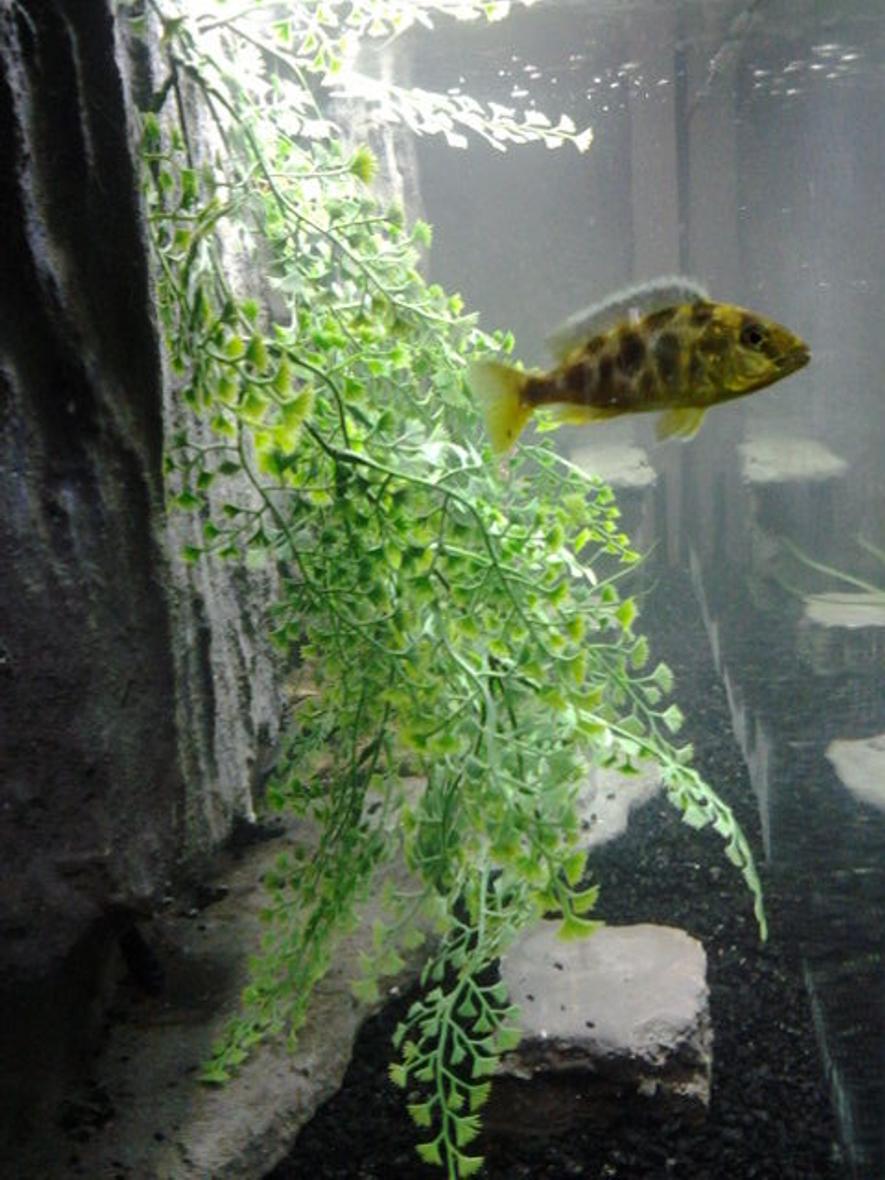 Rated #109: Freshwater Fish - Nimbochromis Venustus - Venustus Cichlid Stocking In 55 Gallons Tank - 4