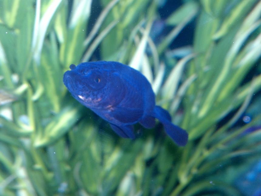 Rated #92: Freshwater Fish Stocking In 15 Gallons Tank