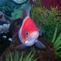 freshwater fish - carassius auratus - goldfish stocking in 15 gallons tank