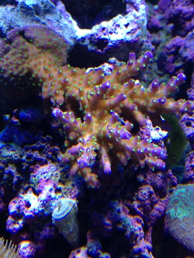corals inverts - acropora sp. - acropora coral stocking in 90 gallons tank - tricolor acro