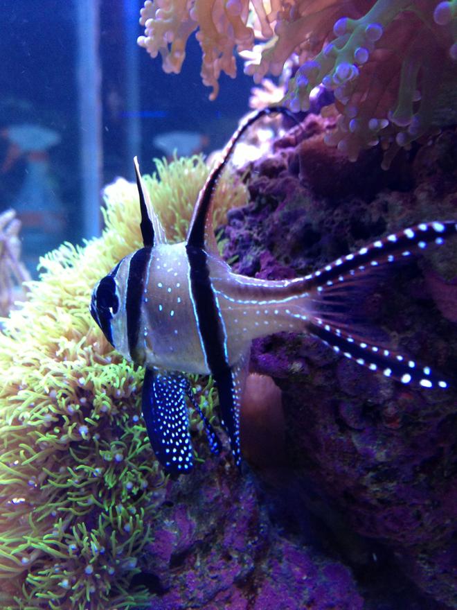 saltwater fish - pterapogon kauderni stocking in 90 gallons tank - tank bred banggai cardinalfish