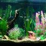 90 gallons freshwater fish tank (mostly fish and non-living decorations) - My tank