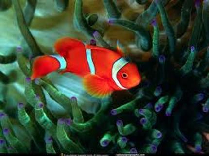 saltwater fish - premnas biaculeatus - yellowstripe maroon clownfish stocking in 89 gallons tank - red fish