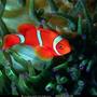 saltwater fish - premnas biaculeatus - yellowstripe maroon clownfish stocking in 89 gallons tank - red fish