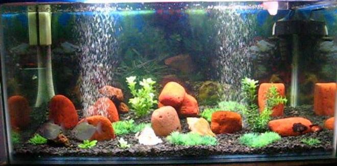 45 gallons freshwater fish tank (mostly fish and non-living decorations) - Ayantika's Aquarium