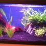 10 gallons planted tank (mostly live plants and fish) - Here is my 10 Gallon planted tank 1 week after planting