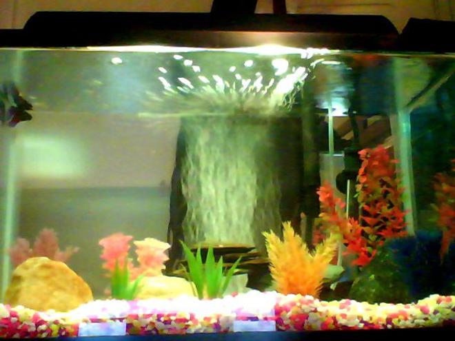 30 gallons freshwater fish tank (mostly fish and non-living decorations) - i have a freshwater 20 gallon tank with a whisper filter and a whisper heater. theres a blue and red betta fish in there lurking at the top corner on the left.i have non living plants and rocks.:)