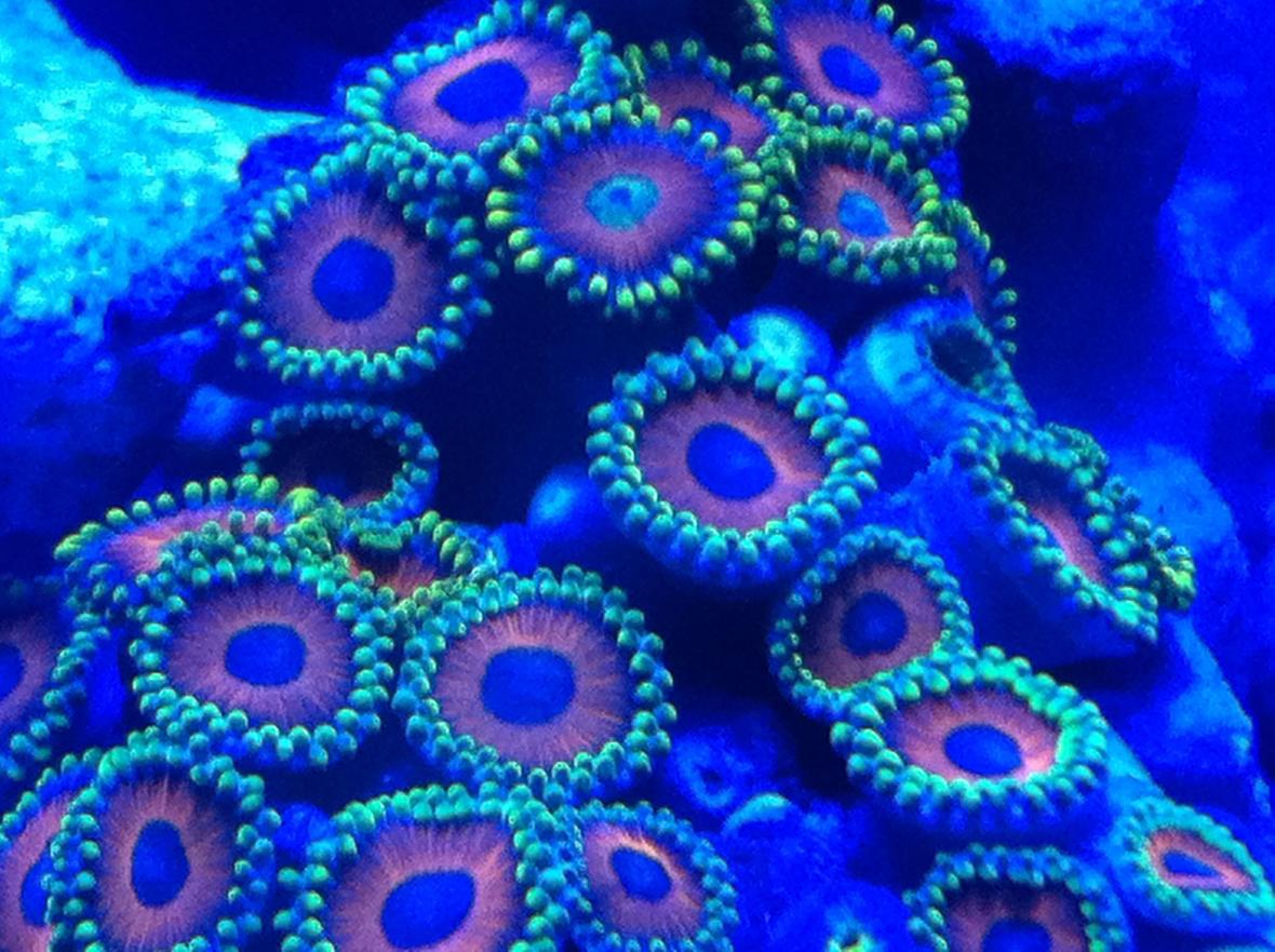 corals inverts - zoanthus sp. - colony polyp, eagle eye stocking in 30 gallons tank - Zoanthids