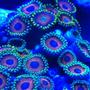corals inverts - zoanthus sp. - colony polyp, eagle eye stocking in 30 gallons tank - Zoanthids