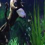 freshwater fish - melanotaenia praecox - praecox rainbow stocking in 90 gallons tank - Dwarf neon rainbow
