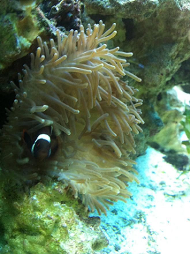 corals inverts - heteractis crispa - sebae anemone stocking in 30 gallons tank