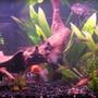 fish tank picture - This is shot using panoramic feature.