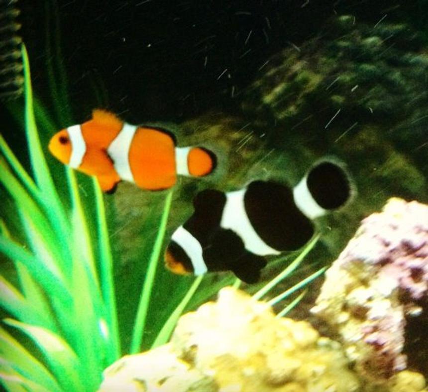 Rated #21: Saltwater Fish - Amphiprion Ocellaris - Ocellaris Clownfish Stocking In 26 Gallons Tank - Pair of ocellaris clownfish