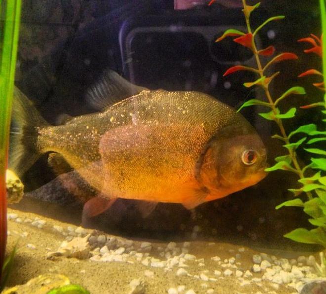 freshwater fish - pygocentrus nattereri - redbellied pirhana stocking in 26 gallons tank - 10" red bellied piranha in my freshwater tank