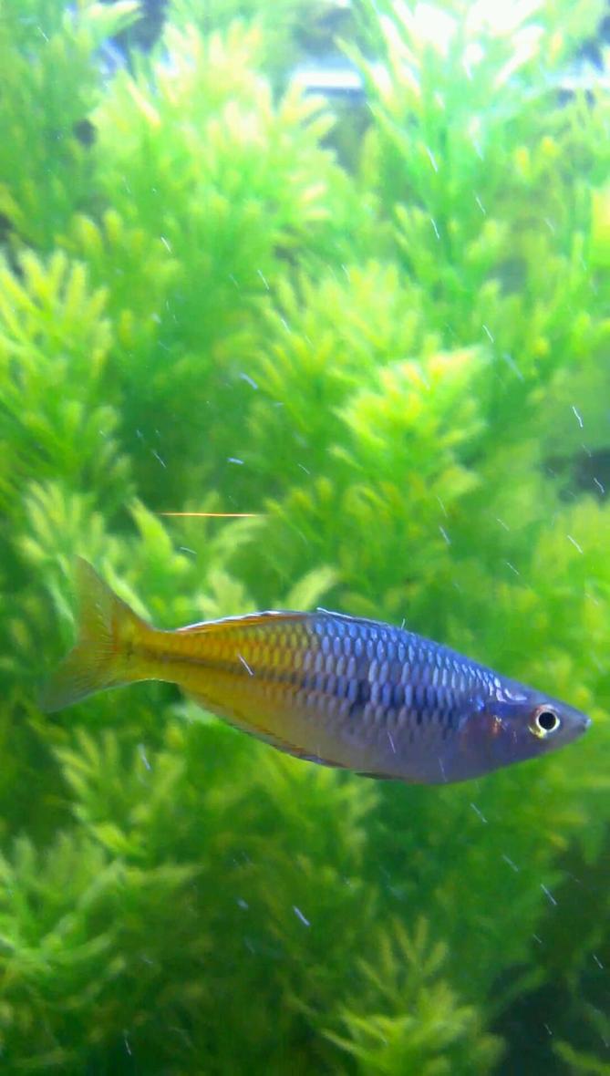 Rated #89: Freshwater Fish - Melanotaenia Boesemani - Boesemani Rainbow Stocking In 75 Gallons Tank - Rainbow fish