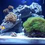 8 gallons reef tank (mostly live coral and fish) - 8 gal Nano