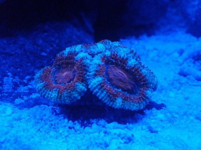 corals inverts - acanthastrea lordhowensis - acan stocking in 8 gallons tank - 3