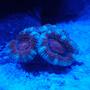 corals inverts - acanthastrea lordhowensis - acan stocking in 8 gallons tank - 3