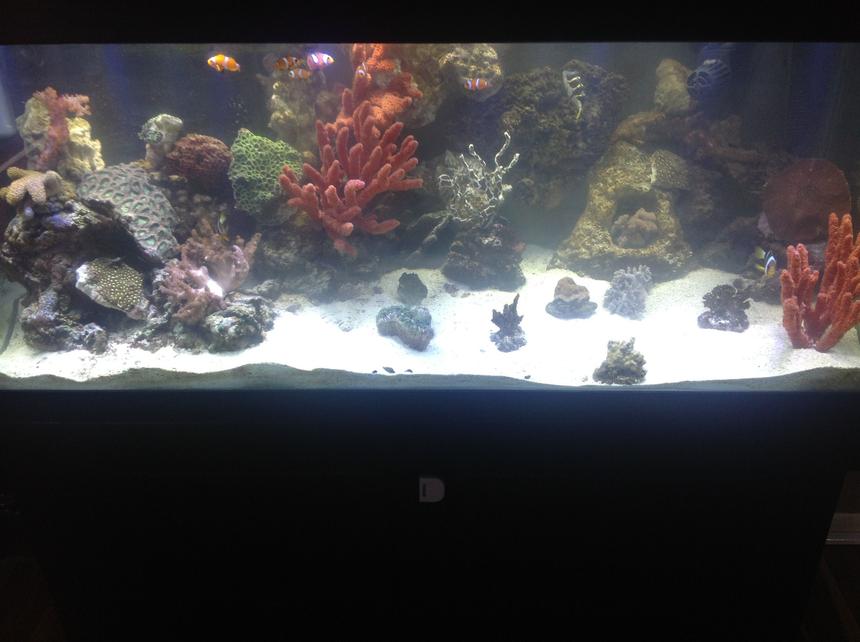 Rated #54: 75 Gallons Reef Tank - Pic