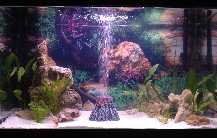 Rated #2492: 6 Gallons Freshwater Fish Tank - I am a beginner and this is my first time building a fish tank! so go easy one me xD anything i should i besides fish? my tank isnt fully cycled yet so i will have more soon