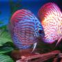 freshwater fish - symphysodon sp. - snakeskin discus stocking in 60 gallons tank - My Discus