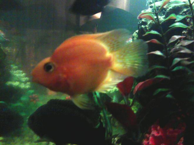 freshwater fish - heros severus x amphilophus citrinellum - blood parrot stocking in 30 gallons tank - my parrot fish just purchased it. medium sized. type of fish is a chiclide