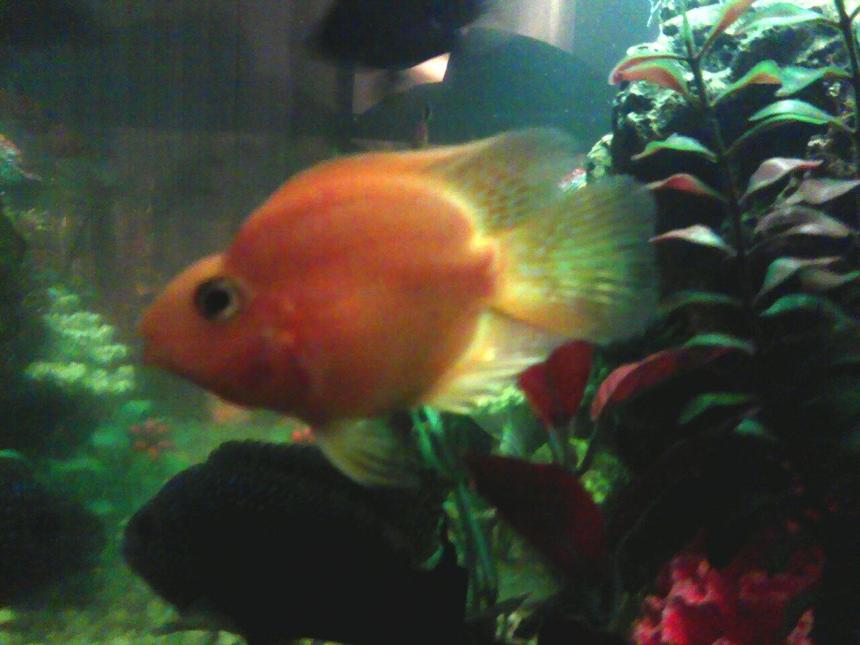 Rated #63: Freshwater Fish - Heros Severus X Amphilophus Citrinellum - Blood Parrot Stocking In 30 Gallons Tank - my parrot fish just purchased it. medium sized. type of fish is a chiclide