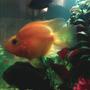 freshwater fish - heros severus x amphilophus citrinellum - blood parrot stocking in 30 gallons tank - my parrot fish just purchased it. medium sized. type of fish is a chiclide