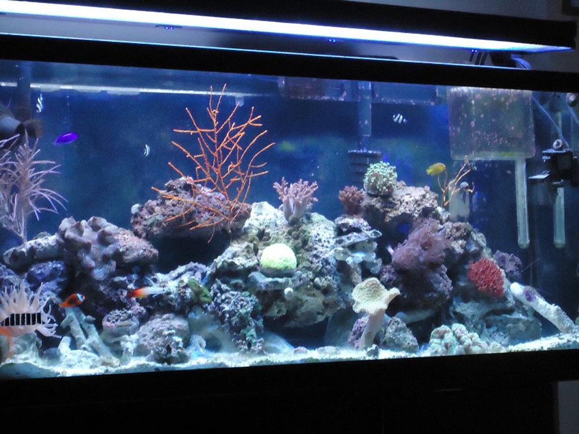 55 gallons reef tank (mostly live coral and fish) - here is a front pic of the front