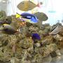 34 gallons freshwater fish tank (mostly fish and non-living decorations) - aaa