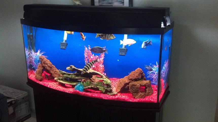 Rated #189: 72 Gallons Freshwater Fish Tank - My 72 gallon bow front, mostly african cichlids. Would appreciate any advice on how to better hide the filter inlets, etc!