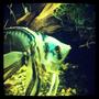 fish tank picture - Blue marble angel